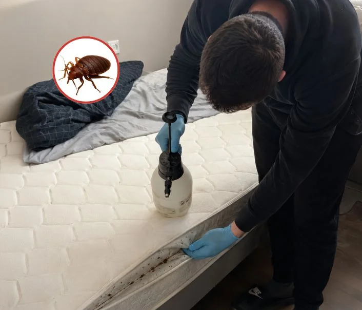 Technicien traitant un matelas contre les punaises de lit à Nucourt